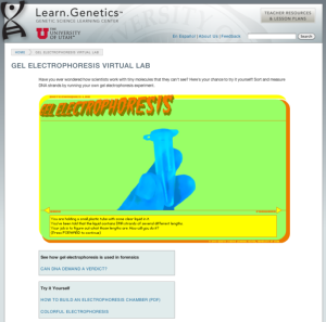 Screenshot for The Genetic Science Learning Center: Gel Electrophoresis