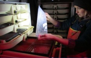 Technicians employed at salmon hatcheries in Alaska care for vulnerable salmon eggs and juvenile fish before releasing them into the wild.
