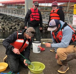 Hands-on lessons during the Salmon Culture Semester will include measuring and weighing salmon smolt to calculate growth rates and feeding densities. 