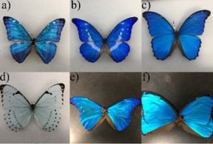 Six Blue Morpho butterfly photos are from modules that explain pigmentation and wing nanostructure. 